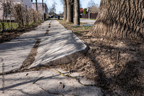 Tree Roots Lifting Sidewalk Causing Cracks and Uneven Pavement in Urban Area