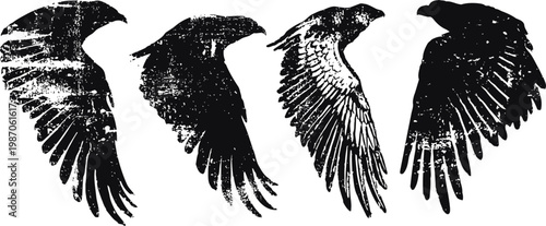 four detailed black wing silhouettes showing different shapes and feather patterns
