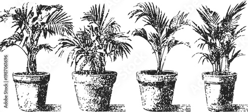 Four indoor palm plants in pots isolated on white background, home decoration and natural greenery