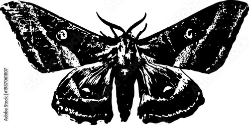 Black and white moth illustration detailed wing patterns and antennae vintage insect drawing