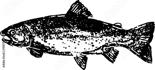 Detailed black and white illustration of a trout fish with textured scales and fins