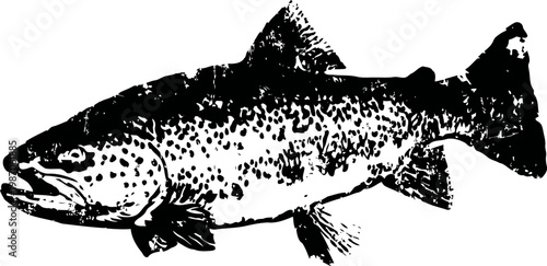 Vintage illustration of a trout fish with detailed scales and fins on white background