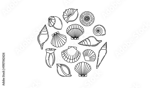Seashell Line Art Icon Set Black and White Ocean Shell Outline Vector Collection