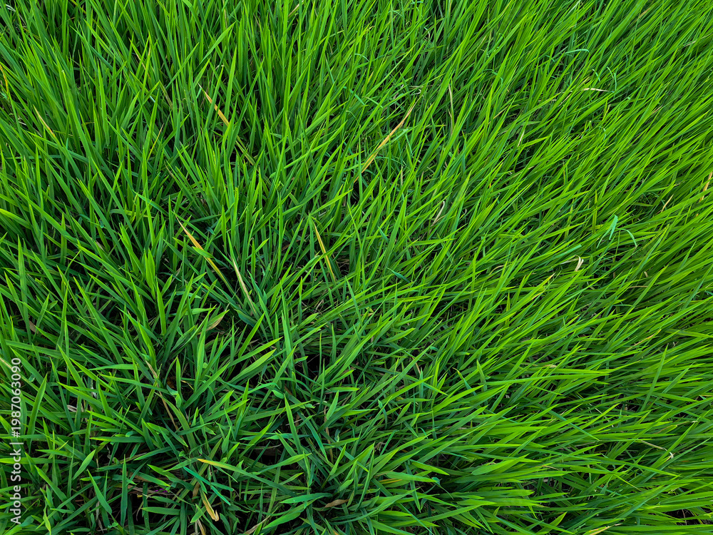 Fototapeta premium rice plant (Oryza sativa), a species of cereal plant whose seeds are the staple food for most of the world's population.