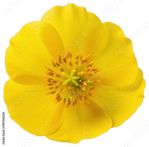 Bright flower png Yellow blossom cutout Golden bloom png Vibrant flora cutout Sunny poppy png Delicate petals cutout Natural botanical png Fresh wildflower isolated transparent background image