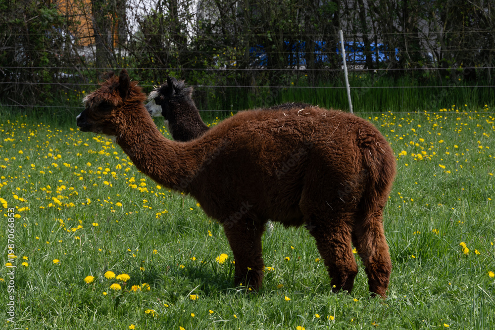 Fototapeta premium alpaka tier natur lama