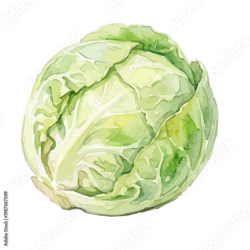 Brussels sprout isolated on white background, hand drawn mini cabbage vegetable illustration｜白背景に配置された芽キャベツの手描き風イラスト