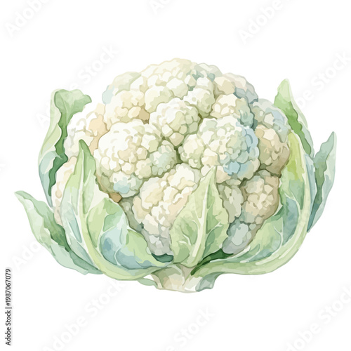 Cauliflower head isolated on white background, hand drawn healthy vegetable illustration｜白背景に配置されたカリフラワーの手描き風イラスト