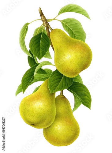 Three green pears hanging from a tree branch with leaves outdoors