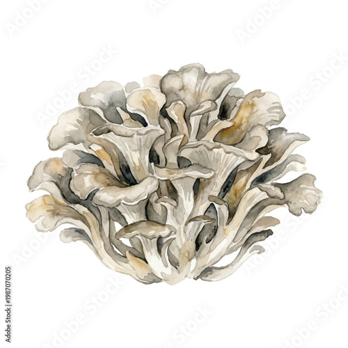 Maitake mushroom cluster isolated on white background, hand drawn edible fungi illustration｜白背景に配置された舞茸の手描き風イラスト
