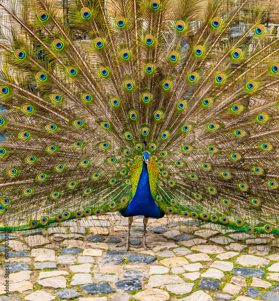 Obraz premium Colorful peacock displaying full tail feathers in a historic garden courtyard with cobblestone pavement and greenery, vibrant exotic bird scene in Lisbon Portugal