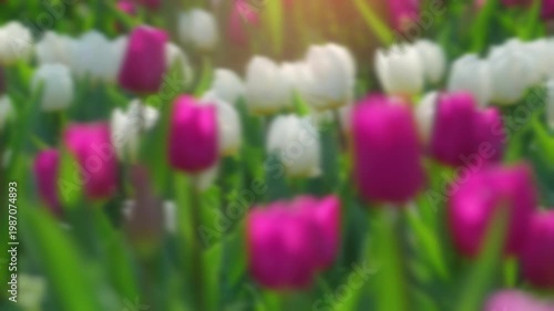 Pink Tulip Macro Focus Pull to White Flowers Background. Smooth focus pull from a close-up pink tulip to a field of white flowers. Spring garden, soft lighting, shallow depth of field.
