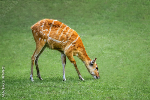 фотографія Close up of Sitatunga, a rare swamp antelope