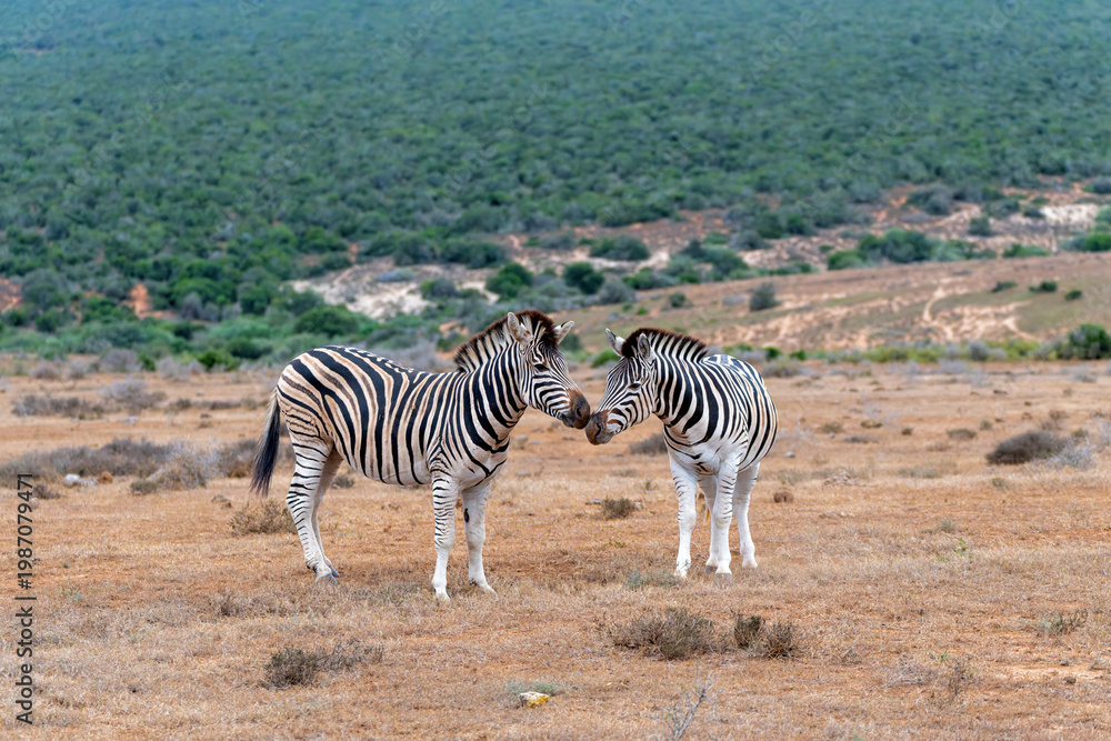 Fototapeta premium Zebra walking and hanging around in the Addo Elephant National Park in South Africa