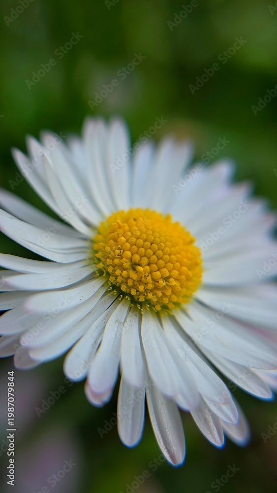 Fototapeta premium daisy flower closeup