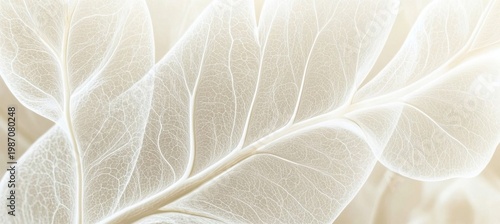 Elegant White Leaves with Transparent Veins on Soft Beige Canvas, Macro Botanical Still Life Beauty