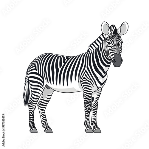 Zebra standing isolated on white background looking forward