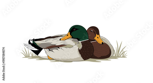 Two ducks sitting together peacefully outdoors.