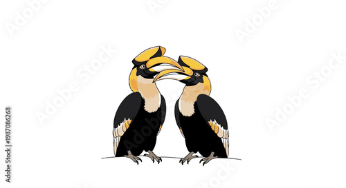 Two colorful hornbill birds facing each other.