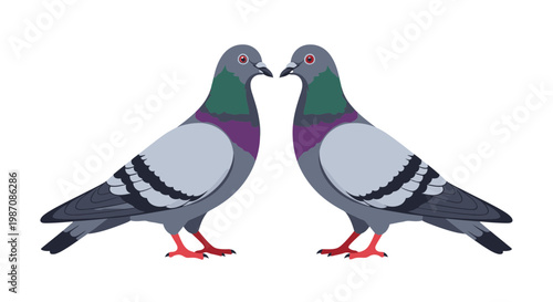 Two pigeons standing face to face 1.