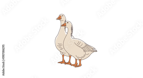 Two white geese standing together outside.