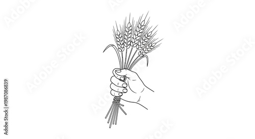 Hand Holding Bunch of Wheat.