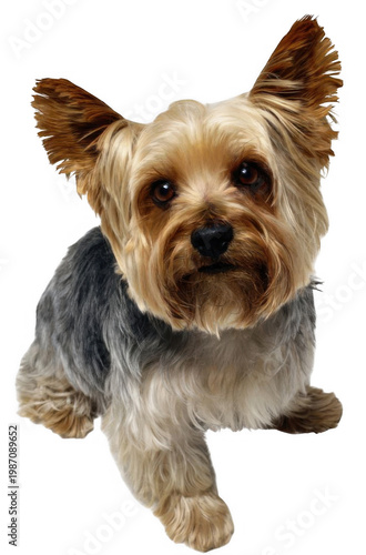 A Yorkshire Terrier dog is sitting and looking directly at the camera with perked up ears.
