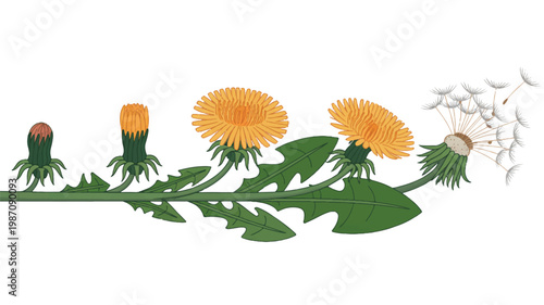 Dandelion flower plant stages from bud to seed dispersal