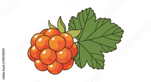 Cluster of orange blackberry fruit.