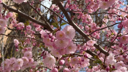 Bright sakura blossoms full bloom pink flowers spring tree closeup vibrant cherry blossom