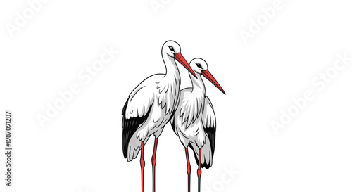 Two white storks standing together 1.