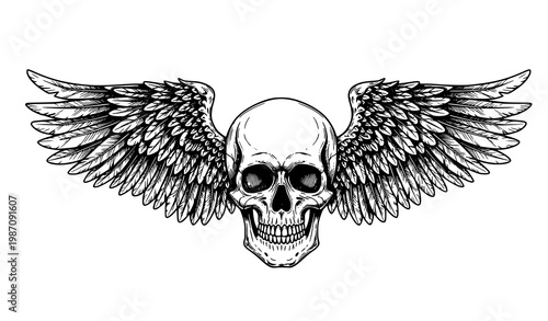 Skull with feathered wings engraving style vector illustration