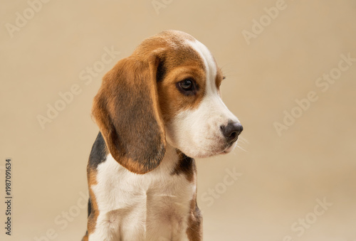 The tricolor dog turns its head while standing calmly under soft lighting.
