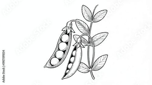 pea pods with leaves and stem illustration