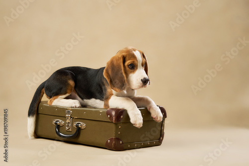 Two paws are raised on a suitcase as the puppy investigates its surface.