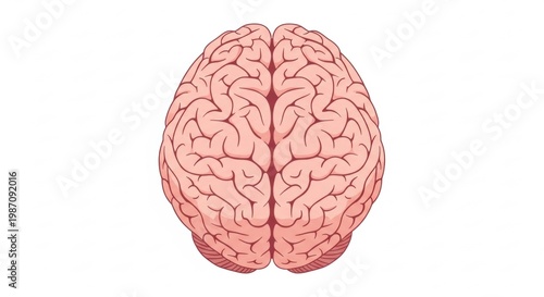 3d rendered illustration of human brain on white background
