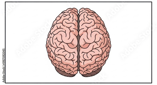 human brain vector illustration