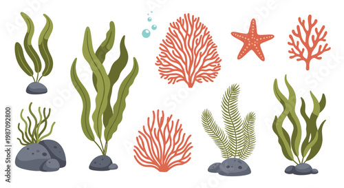 Collection of various underwater sea plants, kelp, seaweed on rocks, corals, a starfish, and bubbles to create an oceanic marine life scene.