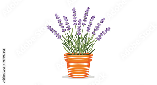 Elegant potted lavender plant with multiple purple flowering stems in an orange striped terracotta pot on a white background.