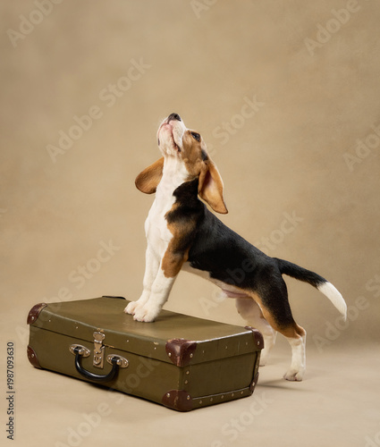 The puppy balances on a vintage suitcase and raises its nose, sniffing the air.