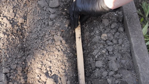 Planting seeds in soil on garden bed planting process in agriculture and sustainable farming concept Planting work for farmer agronomist agricultural worker and botanist growing plants organically