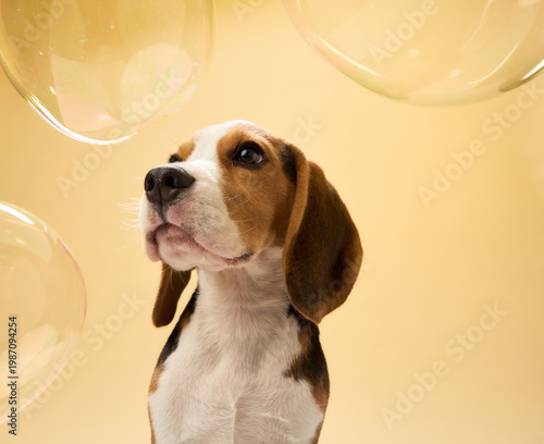 A beagle gazes upward toward translucent bubbles in the air. The yellow background and soft reflections add a magical feeling.