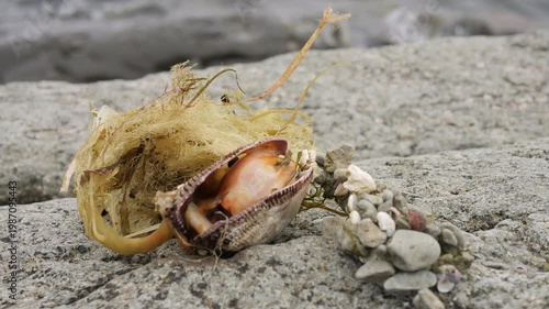 Marine survival on rocky shore organisms adapting to harsh coastal conditions shore ecosystem with shell algae crab closeup of shore life resilience wild nature balance and coastal adaptation concept
