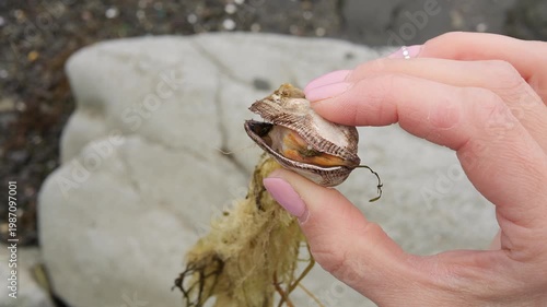 Marine life exploration of live mollusk on rocky shore close study of mollusk in natural habitat Curious female hand observes mollusk from sea water marine research and coastal discovery concept