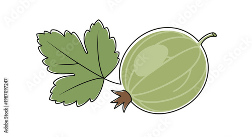 Green Gooseberry Fruit With Leaf.