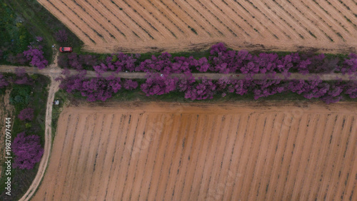 Принти на полотні Aerial view of the Paseo del Amor (Love Walk) in Bullas, Region of Murcia, Spain