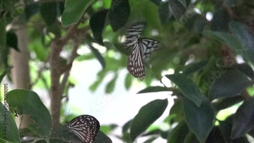 はばたくオオゴマダラのスーパースロー動画