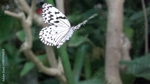 はばたくオオゴマダラのスーパースロー動画