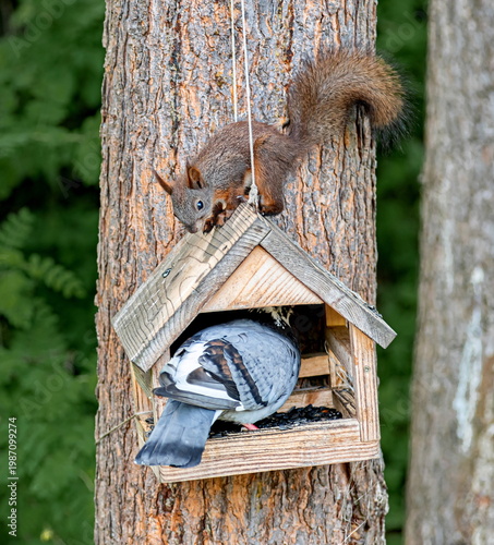 There is a pigeon inside the bird feeder, and a squirrel on the roof outside. The background is green and blurry.