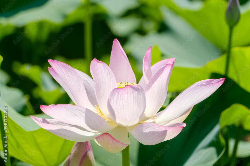 Fototapeta premium 太陽の光を浴びて水面に美しく咲き誇る淡いピンク色の蓮の花と鮮やかな緑の葉が広がる日本の夏の風景